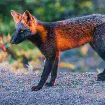 Rollenspielfuchs
